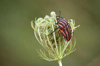 Close-up of butterfly on flower