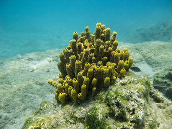 Close-up of coral in the sea