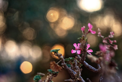 Close-up of cherry blossom on tree