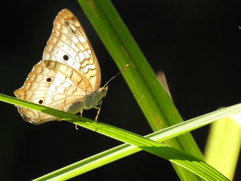 Close-up of butterfly perching on plant