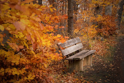 Autumn leaves on bench in forest