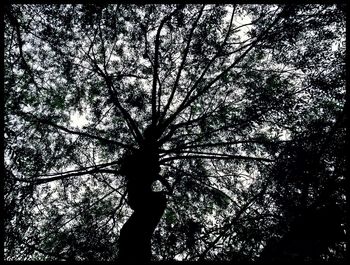 Low angle view of trees against sky