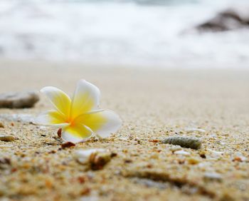 Close-up of white flower on sand