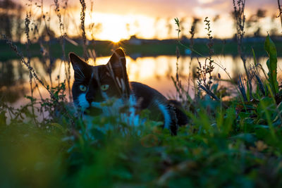 Cat in a field