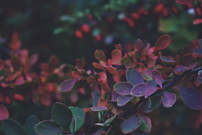 Close-up of flowers