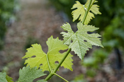 Close-up of maple leaves on field