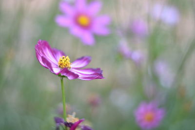 Close-up of pink cosmos flower