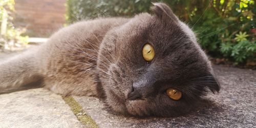 Close-up portrait of a cat