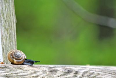 Close-up of snail