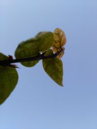 Low angle view of leaf against clear blue sky