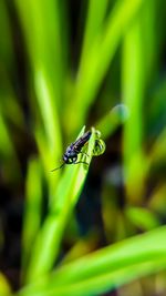 Close-up of insect on leaf