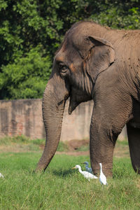 Side view of elephant on field