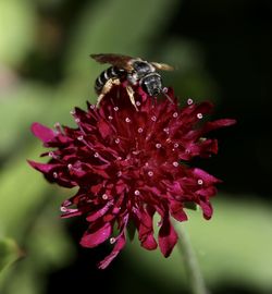 Close-up of bee pollinating on fresh pink flower