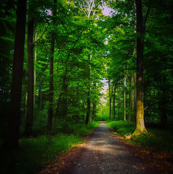 Trees in forest