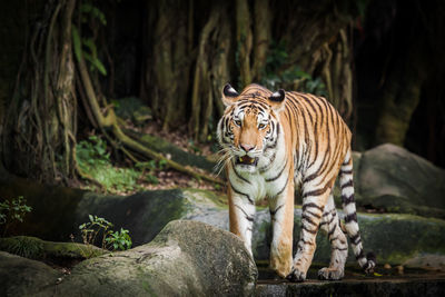 Tiger standing on rock 