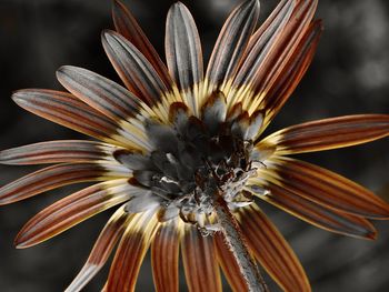 Close-up of flower against blurred background