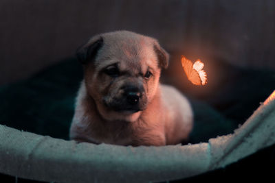 Close-up of dog resting