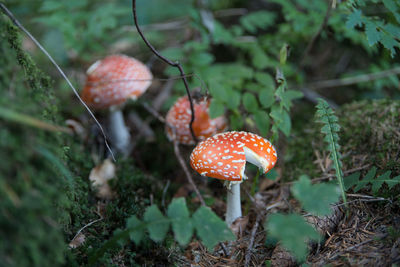 Close-up of fly agaric mushroom growing on field