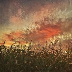 Silhouette of wheat field against sky at sunset