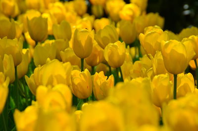 Close-up of yellow tulips blooming outdoors