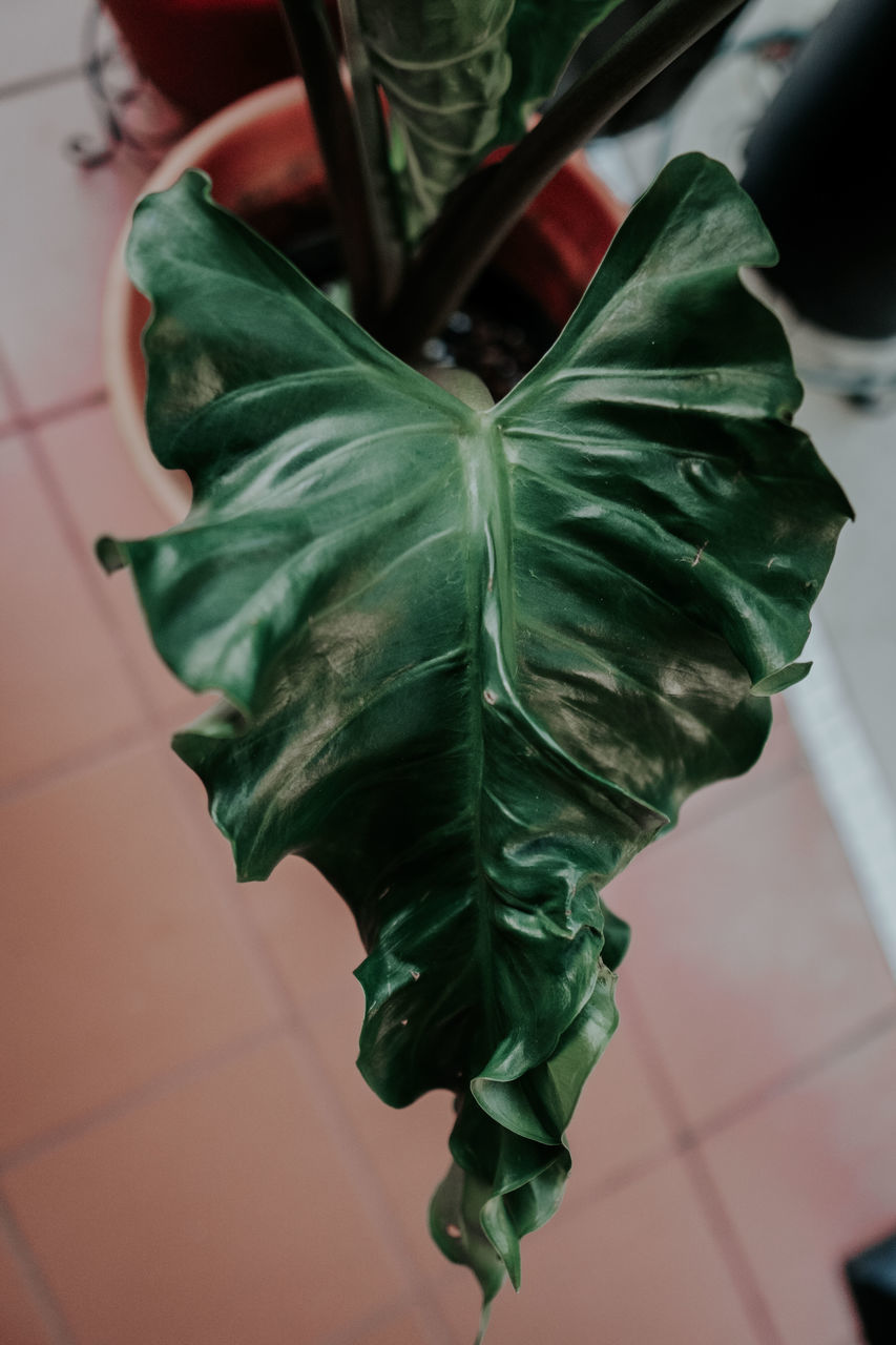 HIGH ANGLE VIEW OF LEAF ON TABLE