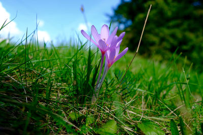 Close-up of purple flower in field