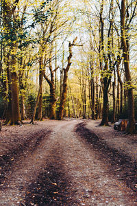 Road amidst trees in forest