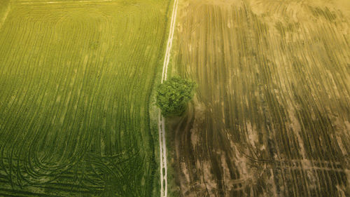 Aerial shot of paddy field during majestic morning. 