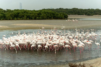 View of birds in lake