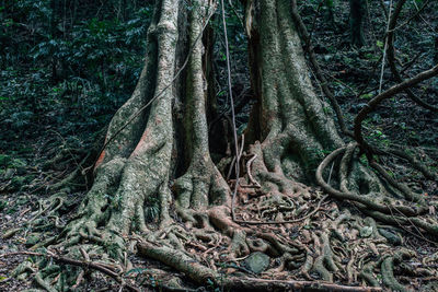 Trees growing in forest