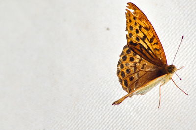 High angle view of butterfly on leaf