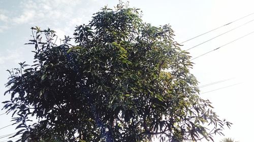 Low angle view of tree against sky