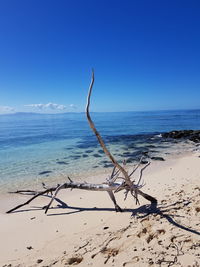 Driftwood on beach against clear blue sky