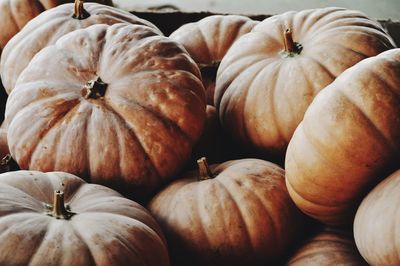 Close-up of pumpkins