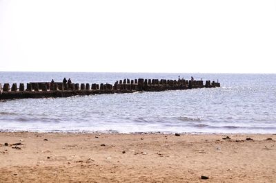 View of birds on beach