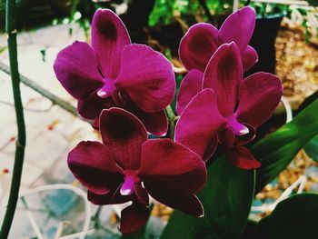 Close-up of pink orchids blooming outdoors