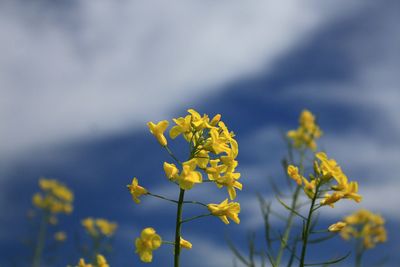 Close-up of yellow flowers against blurred background