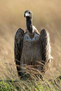 African white-backed vulture in grass eyeing camera