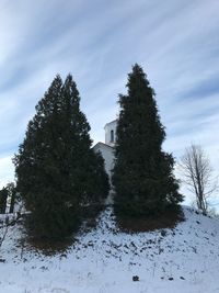 Trees against sky during winter
