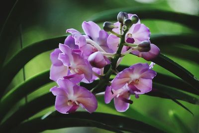 Close-up of pink flowering plant