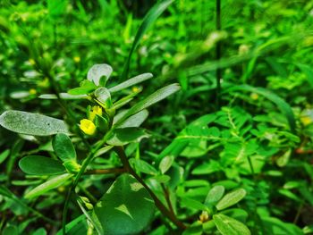 Close-up of fresh green plant