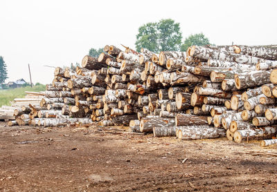 Stack of logs in forest