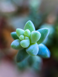 Close-up of flowering plant