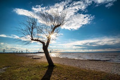 Bare tree on beach against sky