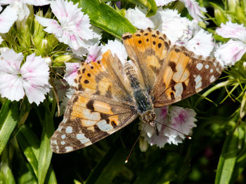 Close-up of butterfly pollinating on flower