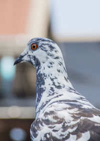 Close-up of pigeon