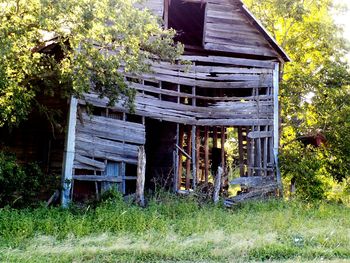 Trees growing on field