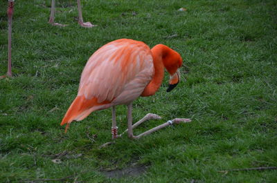 Side view of a bird on field