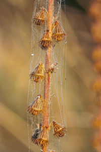 spider web
