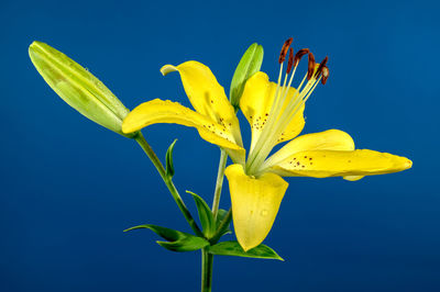 Close-up of red flower